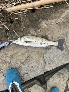 スズキの釣果