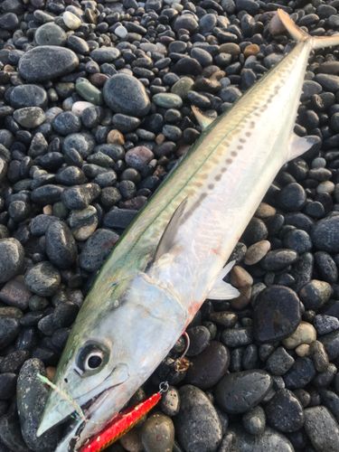 サゴシの釣果