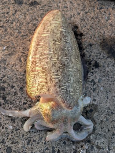 モンゴウイカの釣果