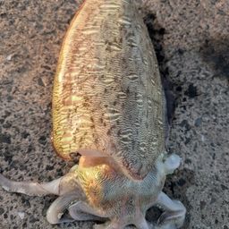 モンゴウイカ
