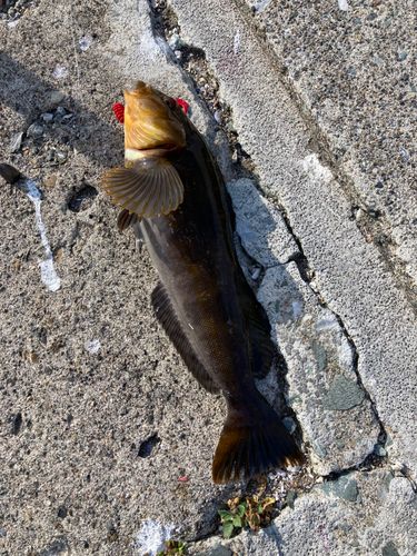 アイナメの釣果