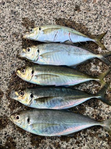 アジの釣果