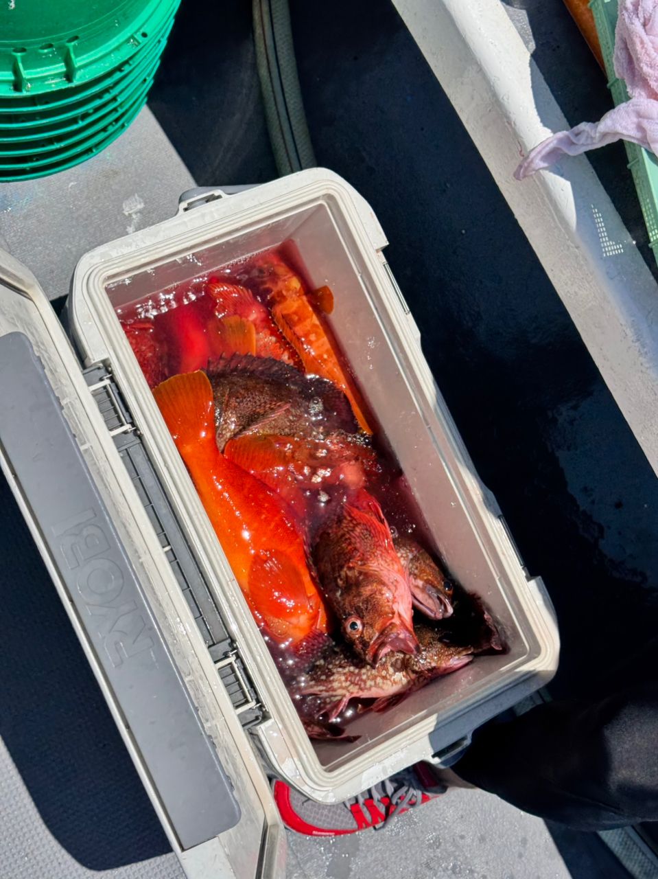 TATSUYA@SHINSHOUMARUさんの釣果 3枚目の画像