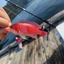 アカオビハナダイ