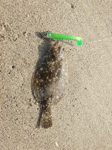 ソゲの釣果