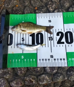 フナの釣果