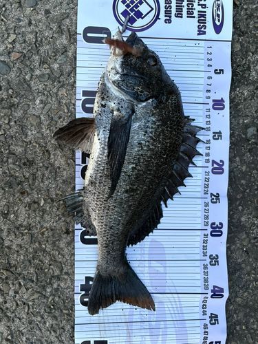 チヌの釣果