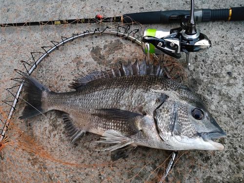 クロダイの釣果