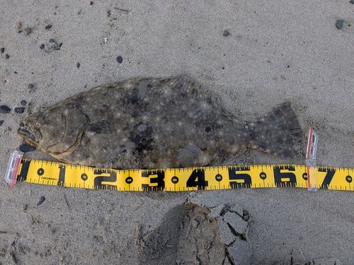 ヒラメの釣果