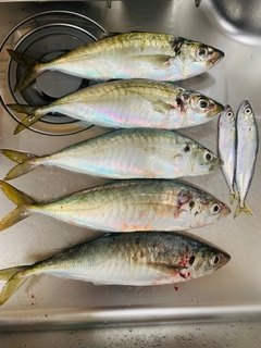 マルアジの釣果