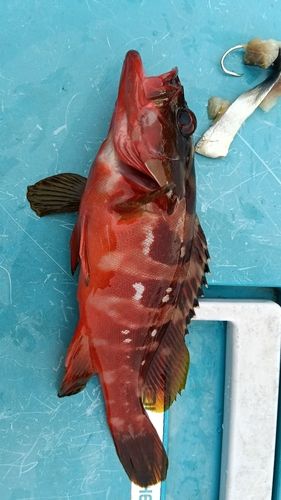 アカハタの釣果