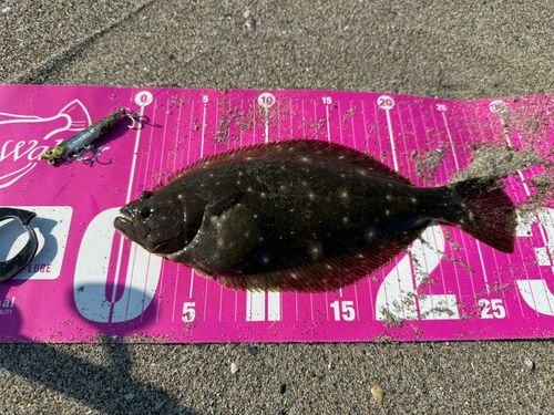 ソゲの釣果