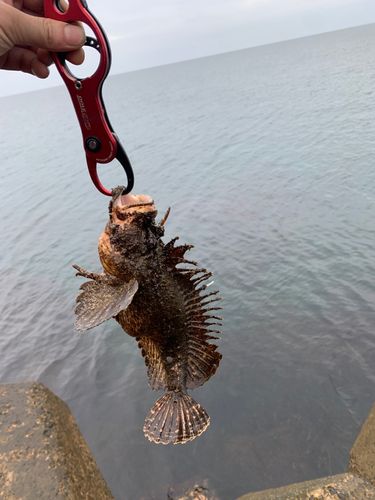 オニダルマオコゼの釣果