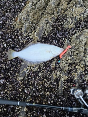 ヒラメの釣果