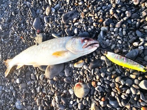 アメマスの釣果
