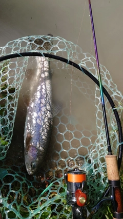 ニジマスの釣果