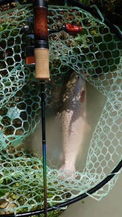 ブラウントラウトの釣果