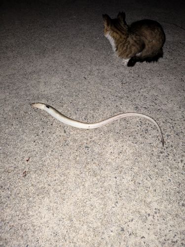 ホタテウミヘビの釣果