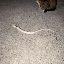 ホタテウミヘビ