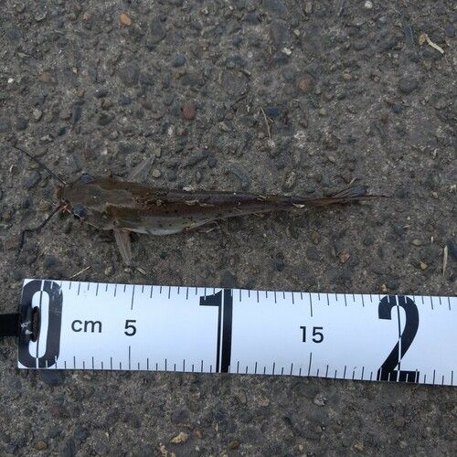 アメリカナマズの釣果