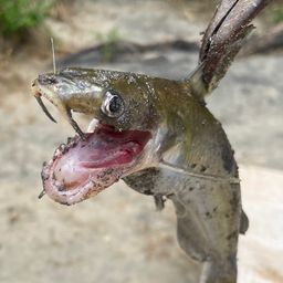 アメリカナマズ