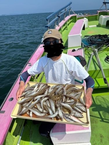 シロギスの釣果