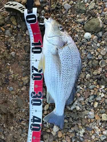 ホシミゾイサキの釣果