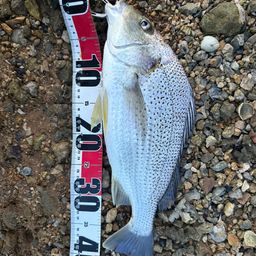 ホシミゾイサキ