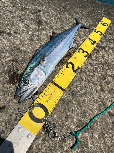 サゴシの釣果