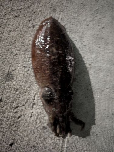 コウイカの釣果