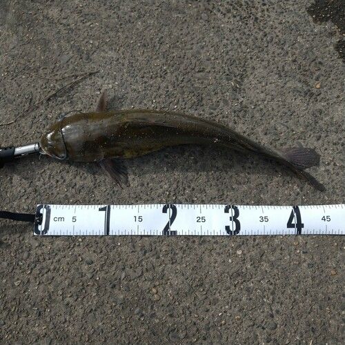 アメリカナマズの釣果