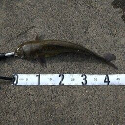 アメリカナマズ