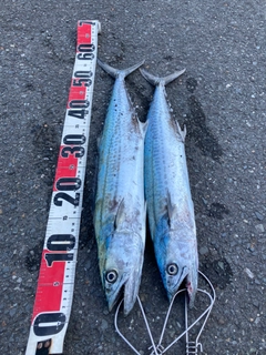 サゴシの釣果