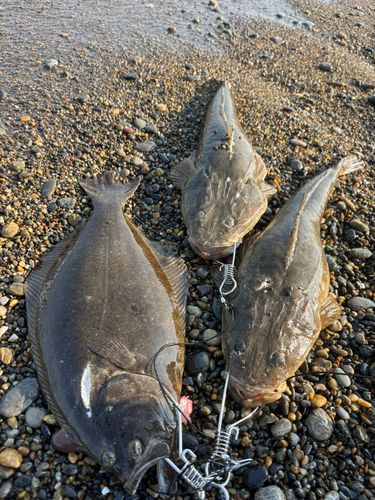 ヒラメの釣果