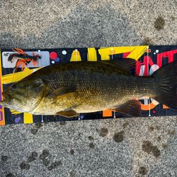 スモールマウスバス