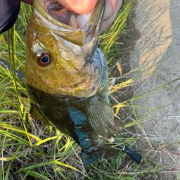 スモールマウスバス