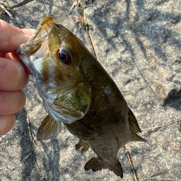 スモールマウスバス