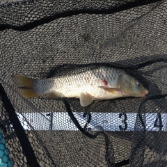 コイの釣果