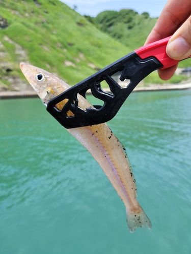 キスの釣果
