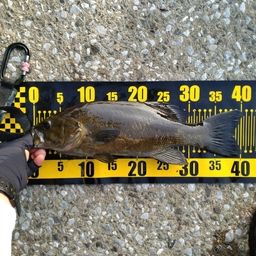 スモールマウスバス