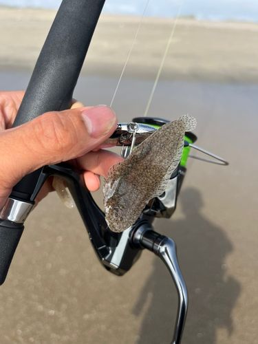 シタビラメの釣果