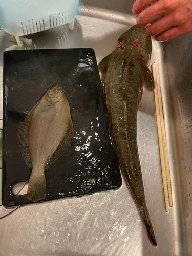 ヒラメの釣果