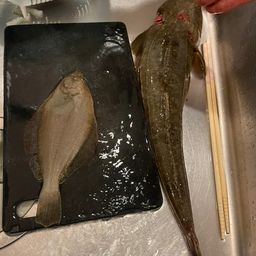 ヒラメ
