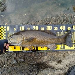 スモールマウスバス