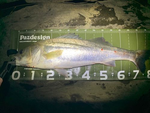 スズキの釣果
