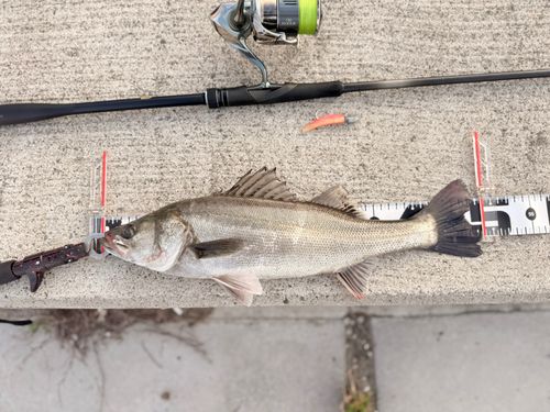 シーバスの釣果