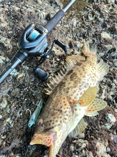 チャイロマルハタの釣果