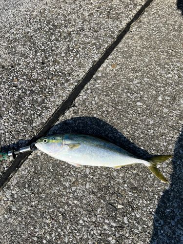 ヤズの釣果