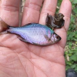 タイリクバラタナゴ