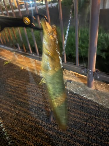 ナマズの釣果